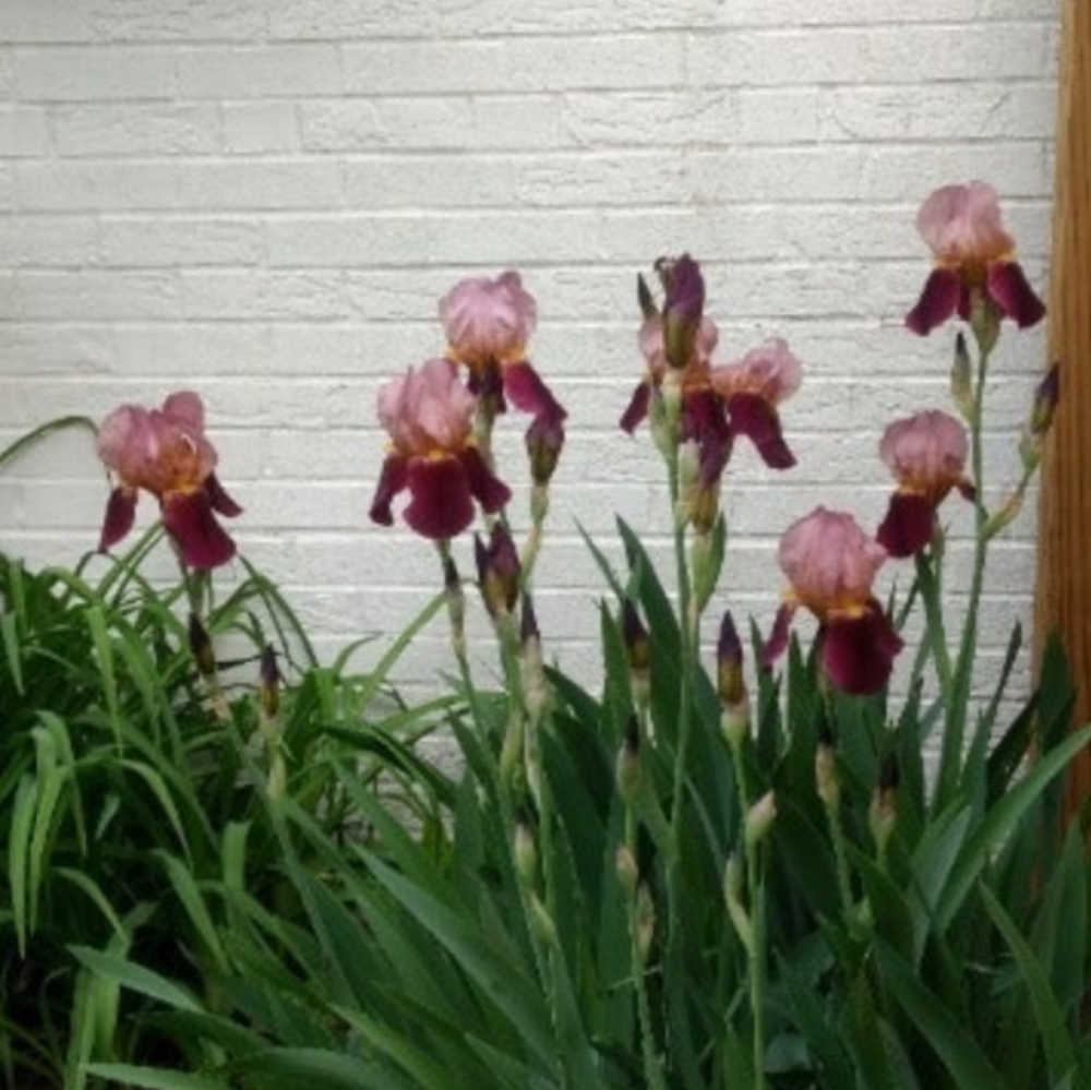 Indian Chief Tall  Bearded Iris with velvet wine red & bronze 5x rhizomes